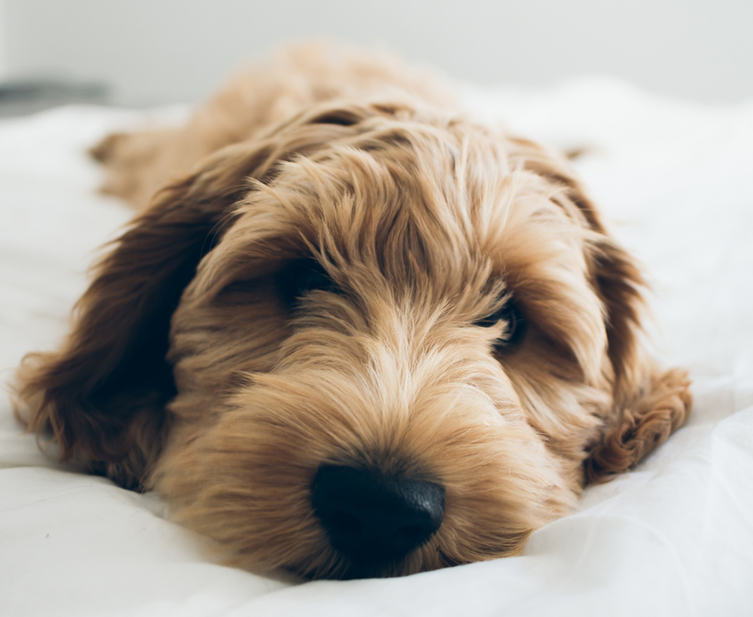 Cute dog sleeping on a bed